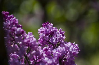 Mor, pembe, mavi, beyaz leylak dallarının yakın plan görüntüsü bulanık arka planda çiçek açar. Yaz zamanı bir buket narin çiçek. Yumuşak seçici odak ilkbahar yeşili çalılarda narin doğal çiçekler