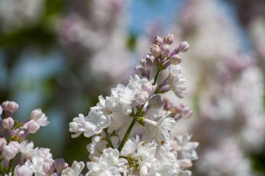Mor, pembe, mavi, beyaz leylak dallarının yakın plan görüntüsü bulanık arka planda çiçek açar. Yaz zamanı bir buket narin çiçek. Yumuşak seçici odak ilkbahar yeşili çalılarda narin doğal çiçekler