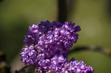 Mor, pembe, mavi, beyaz leylak dallarının yakın plan görüntüsü bulanık arka planda çiçek açar. Yaz zamanı bir buket narin çiçek. Yumuşak seçici odak ilkbahar yeşili çalılarda narin doğal çiçekler