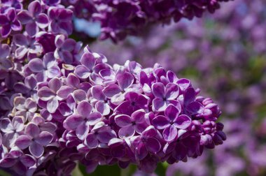 Mor, pembe, mavi, beyaz leylak dallarının yakın plan görüntüsü bulanık arka planda çiçek açar. Yaz zamanı bir buket narin çiçek. Yumuşak seçici odak ilkbahar yeşili çalılarda narin doğal çiçekler