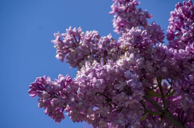 Mor, pembe, mavi, beyaz leylak dallarının yakın plan görüntüsü bulanık arka planda çiçek açar. Yaz zamanı bir buket narin çiçek. Yumuşak seçici odak ilkbahar yeşili çalılarda narin doğal çiçekler