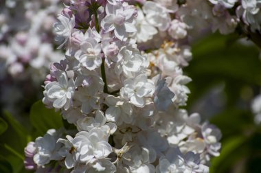 Mor, pembe, mavi, beyaz leylak dallarının yakın plan görüntüsü bulanık arka planda çiçek açar. Yaz zamanı bir buket narin çiçek. Yumuşak seçici odak ilkbahar yeşili çalılarda narin doğal çiçekler