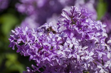 Mor, pembe, mavi, beyaz leylak dallarının yakın plan görüntüsü bulanık arka planda çiçek açar. Yaz zamanı bir buket narin çiçek. Yumuşak seçici odak ilkbahar yeşili çalılarda narin doğal çiçekler