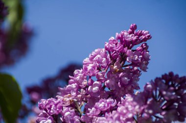 Mor, pembe, mavi, beyaz leylak dallarının yakın plan görüntüsü bulanık arka planda çiçek açar. Yaz zamanı bir buket narin çiçek. Yumuşak seçici odak ilkbahar yeşili çalılarda narin doğal çiçekler