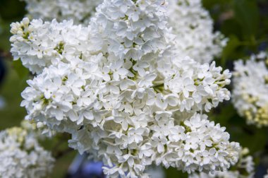 Mor, pembe, mavi, beyaz leylak dallarının yakın plan görüntüsü bulanık arka planda çiçek açar. Yaz zamanı bir buket narin çiçek. Yumuşak seçici odak ilkbahar yeşili çalılarda narin doğal çiçekler