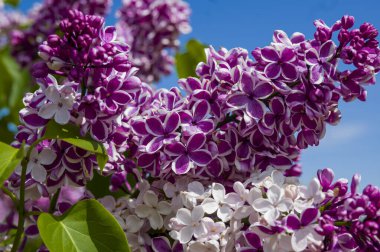 Mor, pembe, mavi, beyaz leylak dallarının yakın plan görüntüsü bulanık arka planda çiçek açar. Yaz zamanı bir buket narin çiçek. Yumuşak seçici odak ilkbahar yeşili çalılarda narin doğal çiçekler