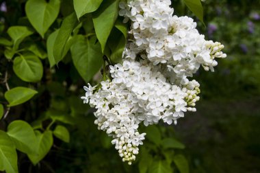 Mor, pembe, mavi, beyaz leylak dallarının yakın plan görüntüsü bulanık arka planda çiçek açar. Yaz zamanı bir buket narin çiçek. Yumuşak seçici odak ilkbahar yeşili çalılarda narin doğal çiçekler