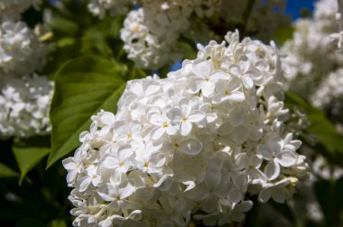 Mor, pembe, mavi, beyaz leylak dallarının yakın plan görüntüsü bulanık arka planda çiçek açar. Yaz zamanı bir buket narin çiçek. Yumuşak seçici odak ilkbahar yeşili çalılarda narin doğal çiçekler