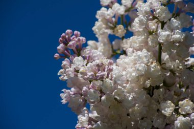 Mor, pembe, mavi, beyaz leylak dallarının yakın plan görüntüsü bulanık arka planda çiçek açar. Yaz zamanı bir buket narin çiçek. Yumuşak seçici odak ilkbahar yeşili çalılarda narin doğal çiçekler