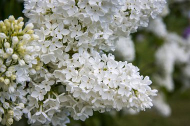 Mor, pembe, mavi, beyaz leylak dallarının yakın plan görüntüsü bulanık arka planda çiçek açar. Yaz zamanı bir buket narin çiçek. Yumuşak seçici odak ilkbahar yeşili çalılarda narin doğal çiçekler