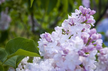 Mor, pembe, mavi, beyaz leylak dallarının yakın plan görüntüsü bulanık arka planda çiçek açar. Yaz zamanı bir buket narin çiçek. Yumuşak seçici odak ilkbahar yeşili çalılarda narin doğal çiçekler