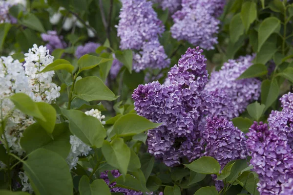 Close Big Purple Pink Blue White Lilac Branch Blooms Blurred — Stock Photo, Image