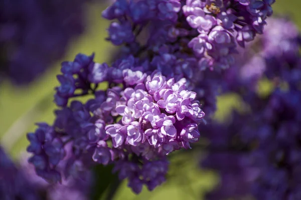 Крупним Планом Велика Фіолетова Рожева Синя Біло Бузкова Гілка Цвіте — стокове фото