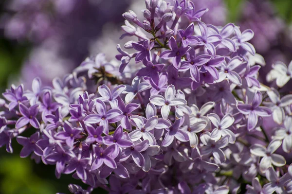 Primer Plano Grandes Flores Color Púrpura Rosa Azul Blanco Rama — Foto de Stock