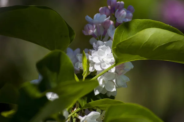 Close Big Purple Pink Blue White Lilac Branch Blooms Blurred — Stock Photo, Image