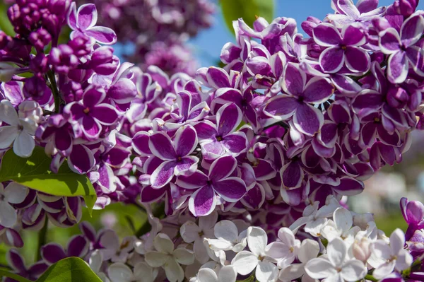 Close Big Purple Pink Blue White Lilac Branch Blooms Blurred — Stock Photo, Image