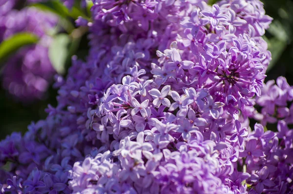 Close Big Purple Pink Blue White Lilac Branch Blooms Blurred — Stock Photo, Image