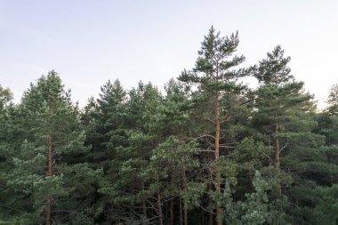 Yeşil çam ormanlarının ve huş ağaçlarının, altın ağaçların güzel dokusuna sahip insansız hava görüntüsü. İlkbaharda gün doğumu, gün batımı. Altın çağda ağaçların arasından doğan güneş ışınları