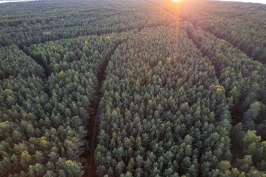 Yeşil çam ormanlarının ve huş ağaçlarının, altın ağaçların güzel dokusuna sahip insansız hava görüntüsü. İlkbaharda gün doğumu, gün batımı. Altın çağda ağaçların arasından doğan güneş ışınları