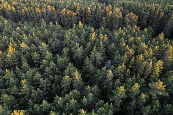 Drone Aerial Shot Green Pine Forests Spring Birch Groves Beautiful — Stock Photo, Image