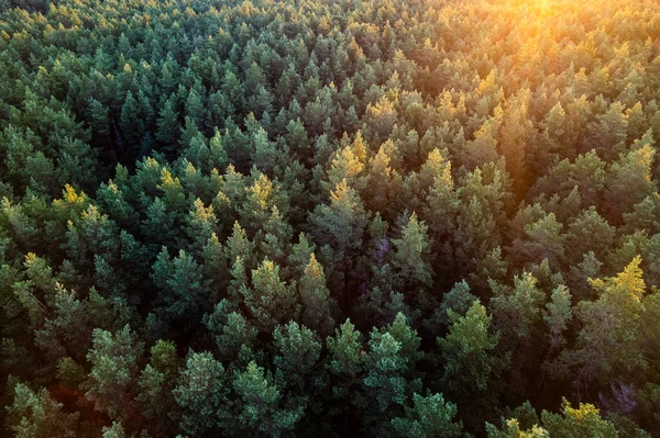 Drone Aerial Shot Green Pine Forests Spring Birch Groves Beautiful — Stock Photo, Image