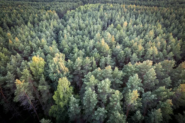 Drone Aerial Shot Green Pine Forests Spring Birch Groves Beautiful — Stock Photo, Image