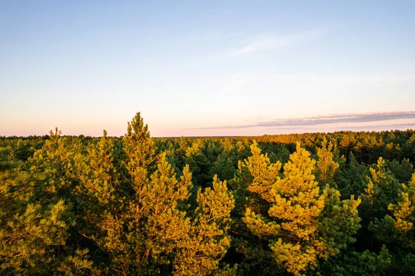 소나무 자작나무 드론으로찍은 나무숲의 아름다운 질감을 지니고 봄철의 황금시간대에 의나무들을 — 스톡 사진