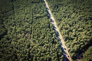 Bahar yoğun ormanları ve sarı yeşil renkli koruluklardan geçen beton yol dronundan hava manzarası. Altın çağda ağaçlar ve ilkbaharda boş otoyol. Renkli ağaçların arasındaki yol