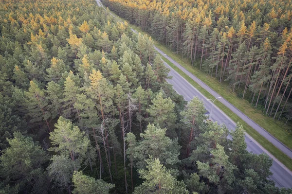 Flygfoto Från Drönare Betongväg Som Leder Genom Våren Täta Skogar — Stockfoto