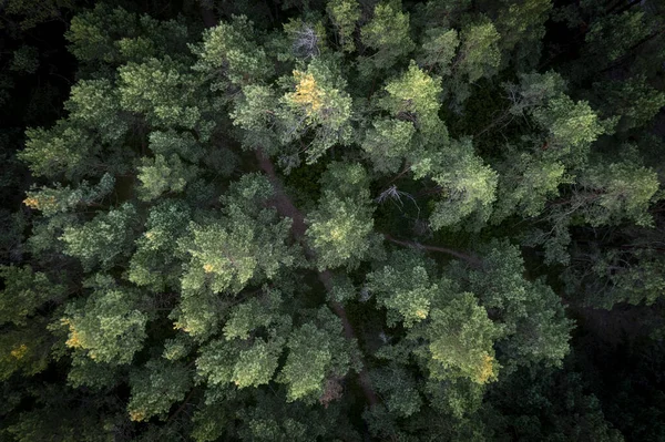 Drone Colpo Aereo Pinete Verdi Boschetti Betulle Primaverili Con Bella — Foto Stock