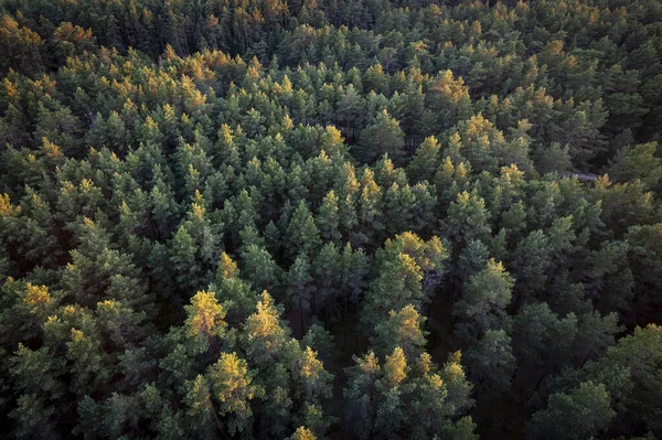 Captura Aérea Drones Bosques Pinos Verdes Bosques Abedules Primavera Con —  Fotos de Stock