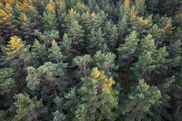 Drone Aerial Shot Green Pine Forests Spring Birch Groves Beautiful — Stock Photo, Image