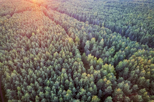 Drone Aerial Shot Green Pine Forests Spring Birch Groves Beautiful — Stock Photo, Image