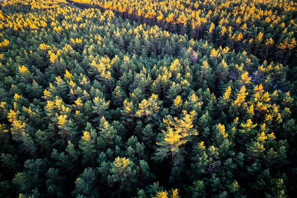 Drone Aerial Shot Green Pine Forests Spring Birch Groves Beautiful — Stock Photo, Image