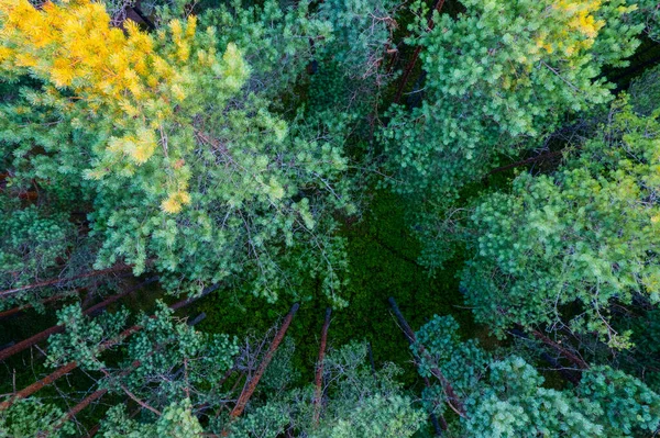 Letecký Snímek Zelených Borových Lesů Jarních Břízových Hájů Krásnou Strukturou — Stock fotografie