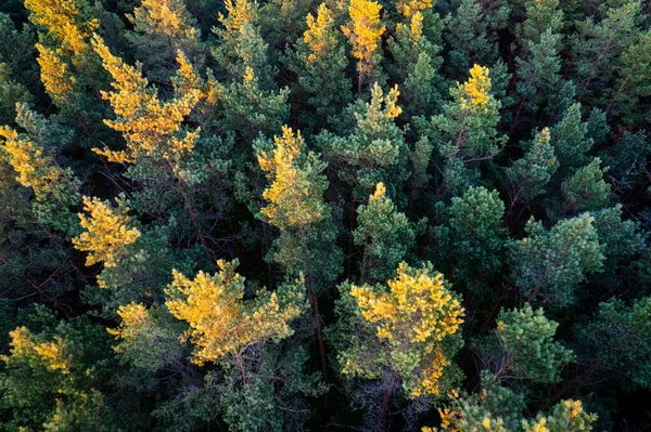 Μια Εναέρια Λήψη Από Πράσινα Πευκοδάση Και Ανοιξιάτικα Δάση Σημύδας Royalty Free Εικόνες Αρχείου
