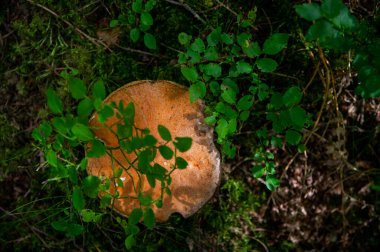 Düşen yapraklar, yosunlar ve hafif bir sonbahar Letonya ormanında dallar arasında büyüyen güzel bacak dokusuna sahip büyük beyaz mantar boletusu.