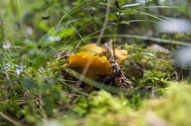 Orman bitkilerindeki yosun ormanlarındaki taze, dalgalı altın kantarellaları kapatın. İsveç 'te ağaçların arasında yetişen bir grup yenebilir sarı başlıklı mantar. Sonbahar manzarası, doğa manzarası.