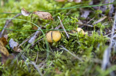 Orman bitkilerindeki yosun ormanlarındaki taze, dalgalı altın kantarellaları kapatın. İsveç 'te ağaçların arasında yetişen bir grup yenebilir sarı başlıklı mantar. Sonbahar manzarası, doğa manzarası.