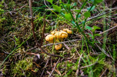 Orman bitkilerindeki yosun ormanlarındaki taze, dalgalı altın kantarellaları kapatın. İsveç 'te ağaçların arasında yetişen bir grup yenebilir sarı başlıklı mantar. Sonbahar manzarası, doğa manzarası.
