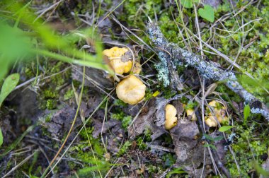Orman bitkilerindeki yosun ormanlarındaki taze, dalgalı altın kantarellaları kapatın. İsveç 'te ağaçların arasında yetişen bir grup yenebilir sarı başlıklı mantar. Sonbahar manzarası, doğa manzarası.