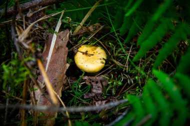 Orman bitkilerindeki yosun ormanlarındaki taze, dalgalı altın kantarellaları kapatın. İsveç 'te ağaçların arasında yetişen bir grup yenebilir sarı başlıklı mantar. Sonbahar manzarası, doğa manzarası.