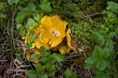 Orman bitkilerindeki yosun ormanlarındaki taze, dalgalı altın kantarellaları kapatın. İsveç 'te ağaçların arasında yetişen bir grup yenebilir sarı başlıklı mantar. Sonbahar manzarası, doğa manzarası.
