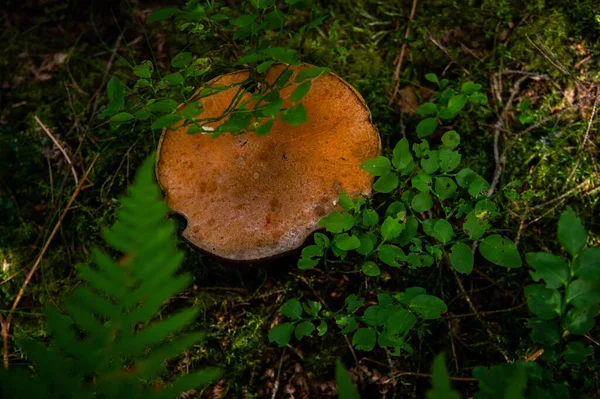라트비아의 숲에서 잔가지에서 다리가 아름다운 거대하고 아름다운 버섯볼 — 스톡 사진
