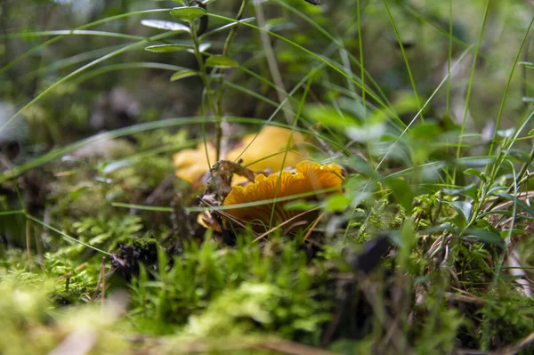 Närbild Vågiga Färska Gyllene Kantareller Mossjord Skogsvegetation Gula Mössans Ätbara — Stockfoto