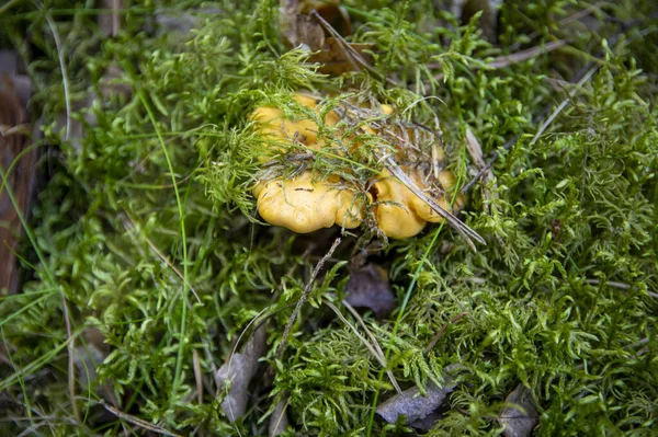 Close Van Golvende Verse Gouden Cantharellen Mos Hout Vuil Bosvegetatie — Stockfoto