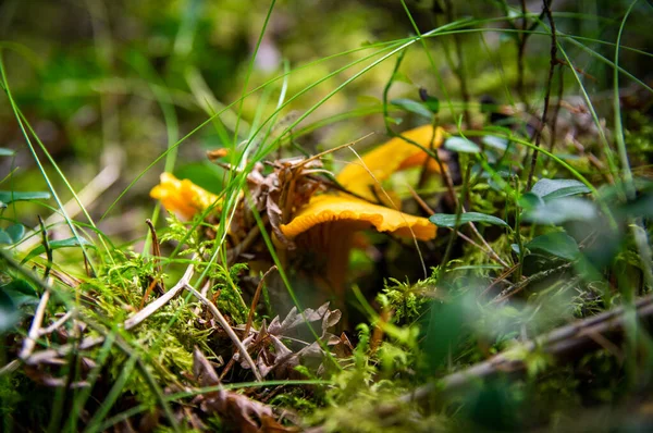 Närbild Vågiga Färska Gyllene Kantareller Mossjord Skogsvegetation Gula Mössans Ätbara — Stockfoto