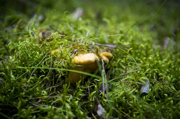 Närbild Vågiga Färska Gyllene Kantareller Mossjord Skogsvegetation Gula Mössans Ätbara — Stockfoto