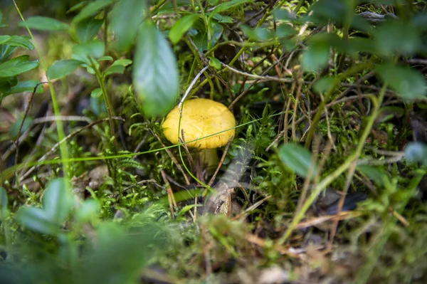 Närbild Vågiga Färska Gyllene Kantareller Mossjord Skogsvegetation Gula Mössans Ätbara — Stockfoto