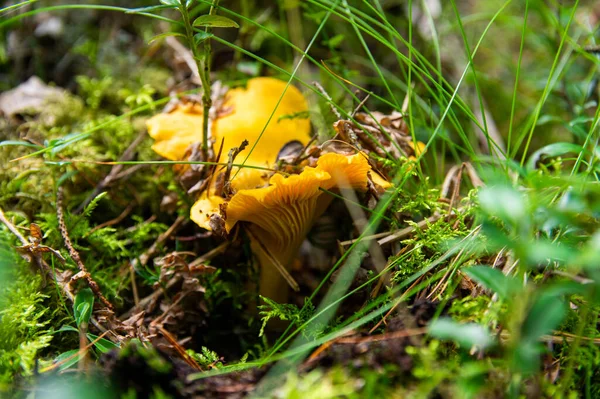 Närbild Vågiga Färska Gyllene Kantareller Mossjord Skogsvegetation Gula Mössans Ätbara — Stockfoto